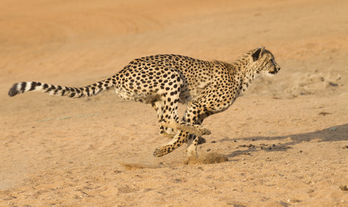 krav maga cyber security training for speed